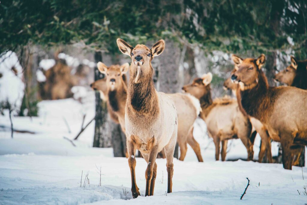 Découvrez l’hiver au Saguenay-Lac-St-Jean