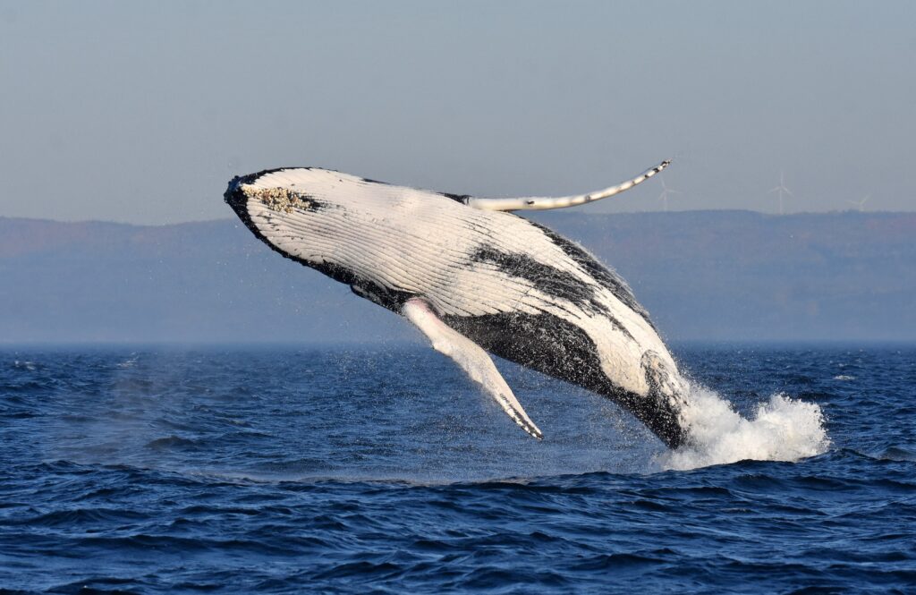 Croisière Fjord baleines